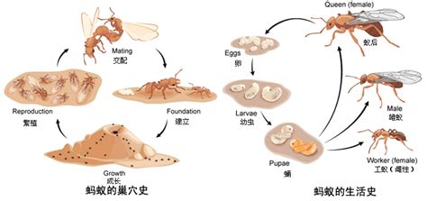 螞蟻的一生